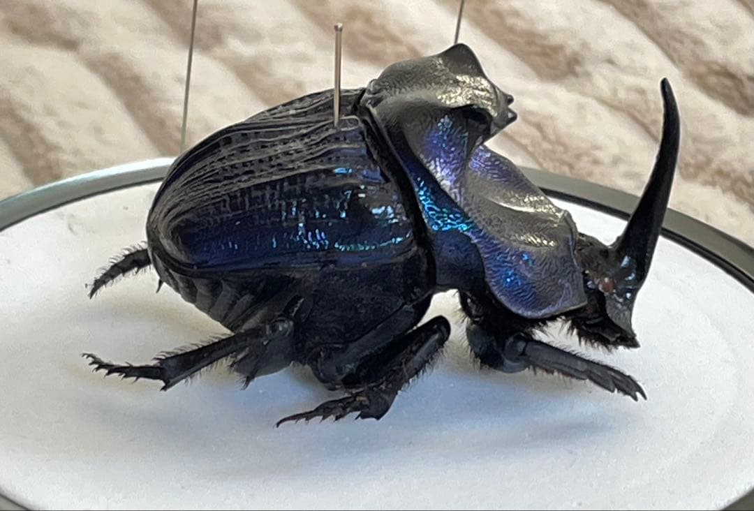 標本 ランシフェールニジダイコクコガネ 44㎜