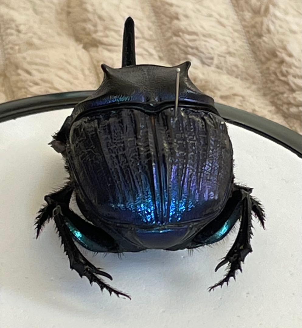 標本 ランシフェールニジダイコクコガネ 44㎜