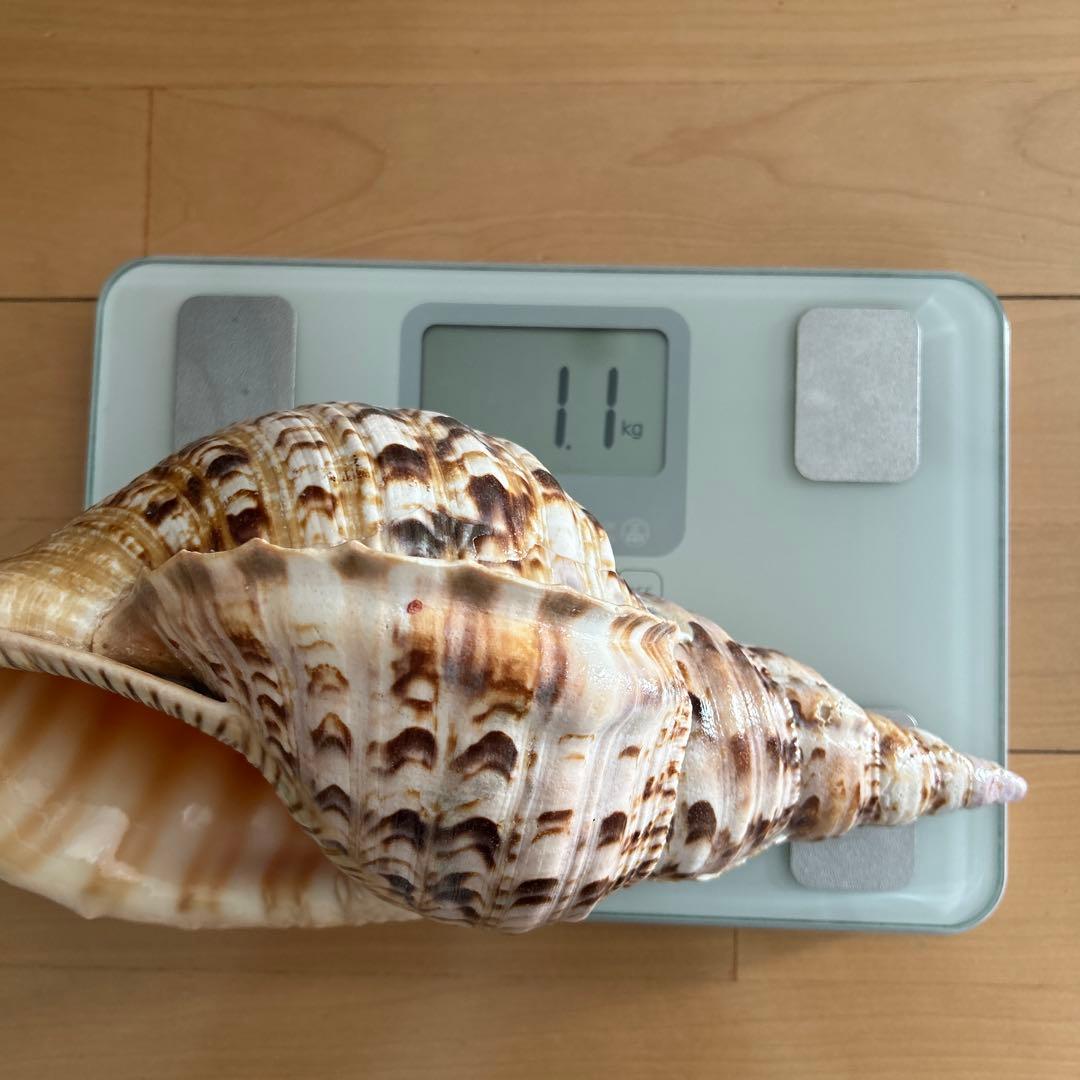 法螺貝 ホラ貝 沖縄県産 天然 貝殻 約30cm