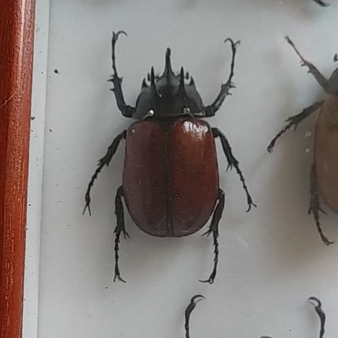 ゴホンヅノカブト系標本 - メルカリ