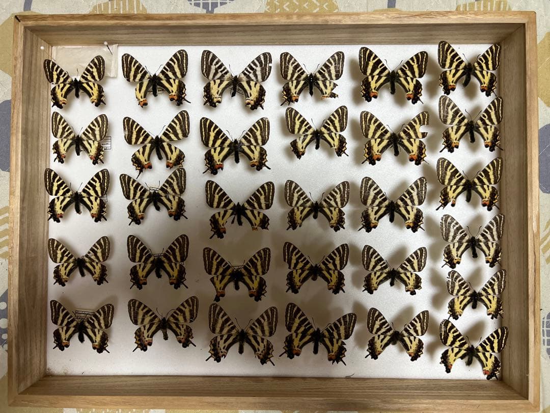 アフガニスタン産】ジャクエモンティ・コーヒババエンシス（1メス）