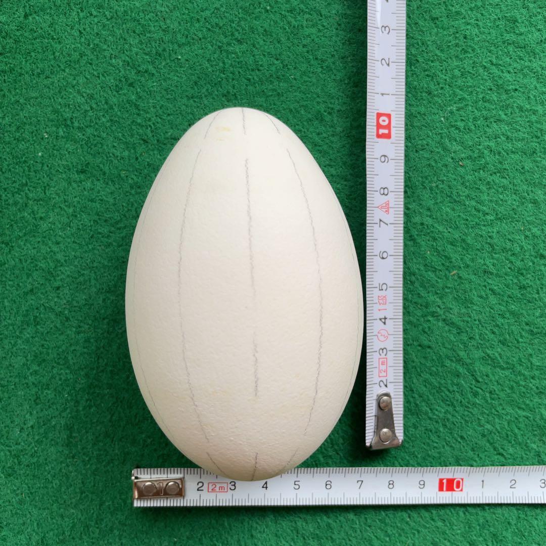 エッグアート用ガチョウの卵の殻15個と鶏の卵の殻