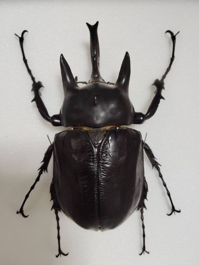 アクティオンゾウカブトムシ】 アクティオン標本 昆虫セット