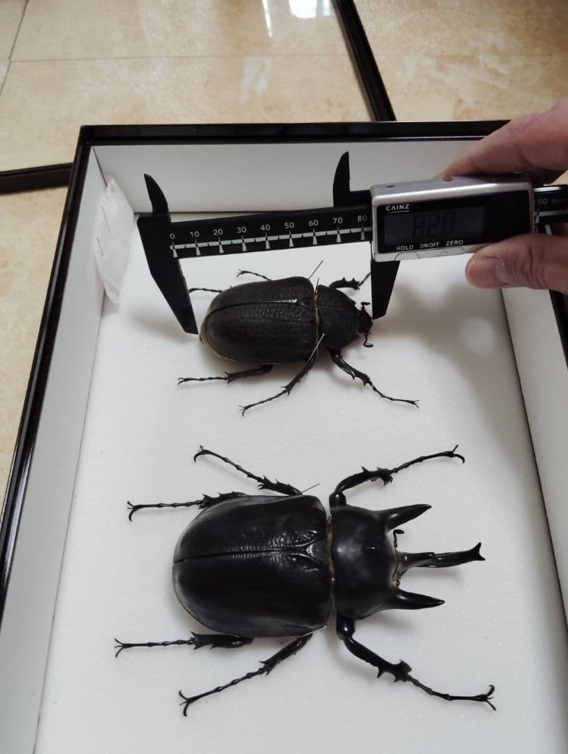 アクティオンゾウカブトムシ】 アクティオン標本 昆虫セット