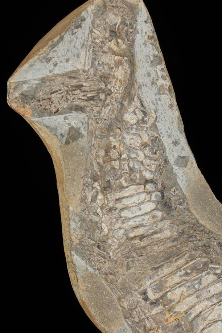 白亜紀前期 サンタナ層産 古代魚化石 魚類化石 クラドキクルス 骨格