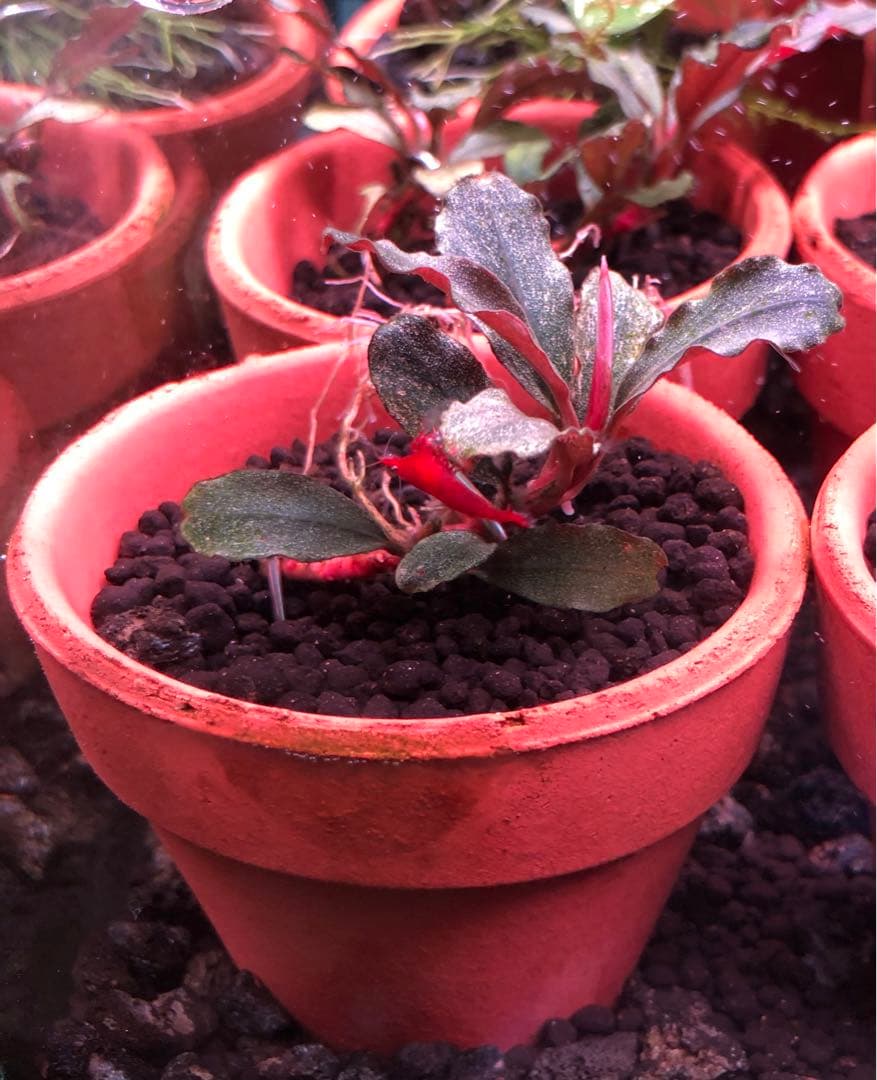 ブセファランドラ バリエガータ パウダー