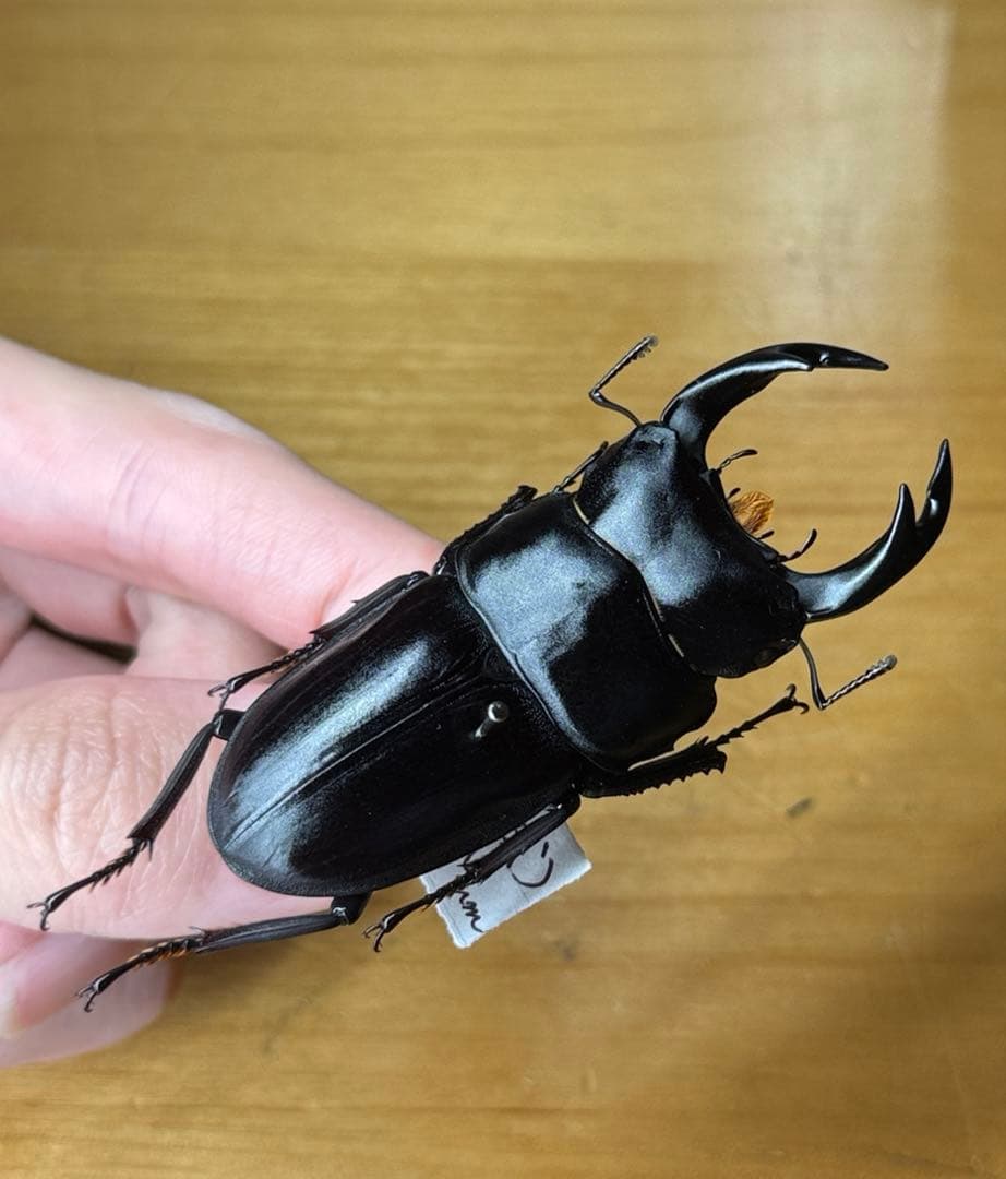 超貴重！！天然WDオオクワガタ山梨県材割り成虫採集 - メルカリ