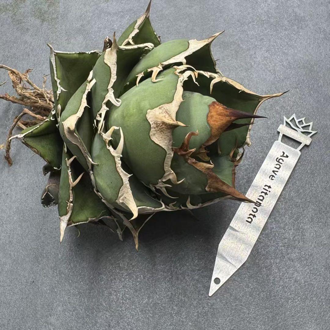 真作】塩川文麟/月下秋草図/掛軸☆宝船☆Y-447 JM