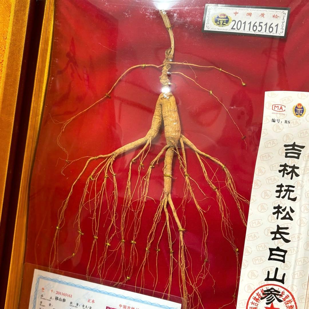 野山参 中国 高麗人参 鑑定書付き 吉林省産 高級野山参 健康 天然 皇室