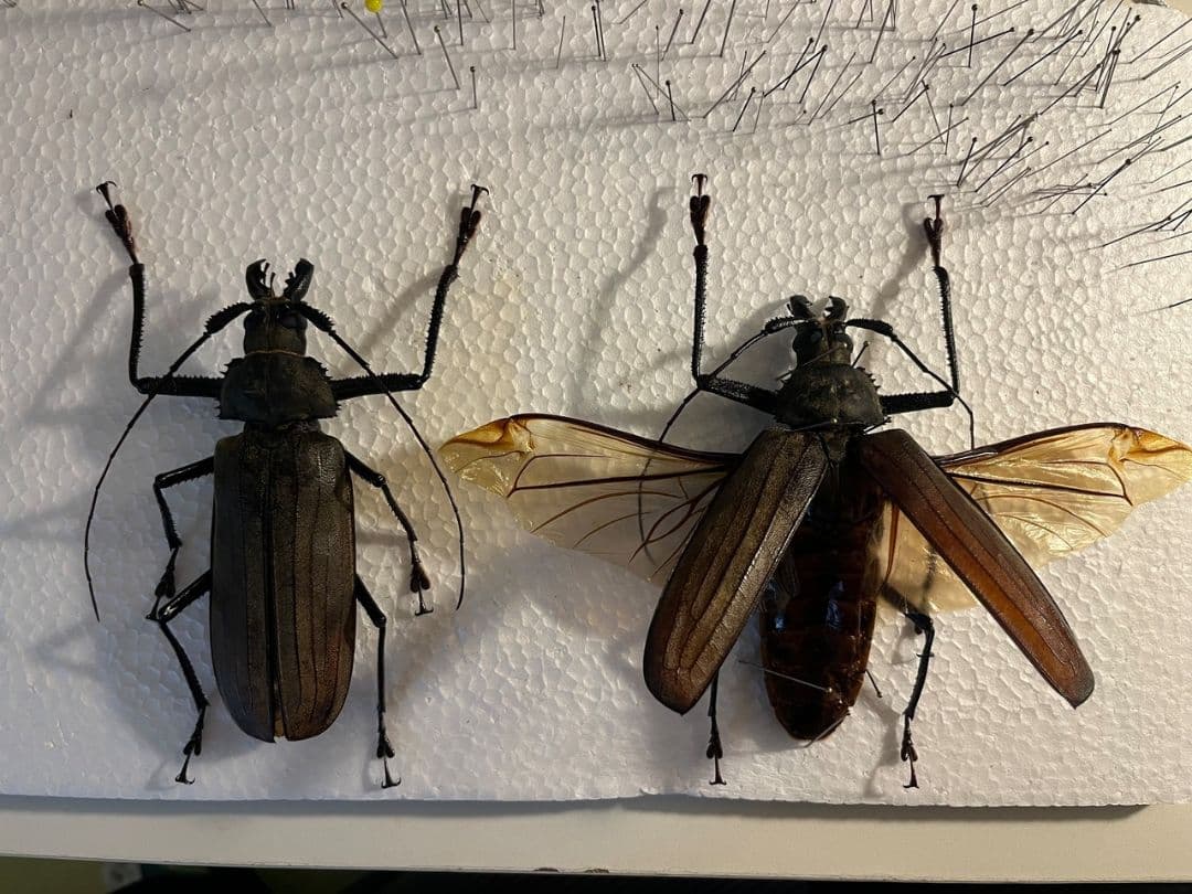開翅125mm】スジバネトゲフチオオウスバカミキリ ブルウスバ標本