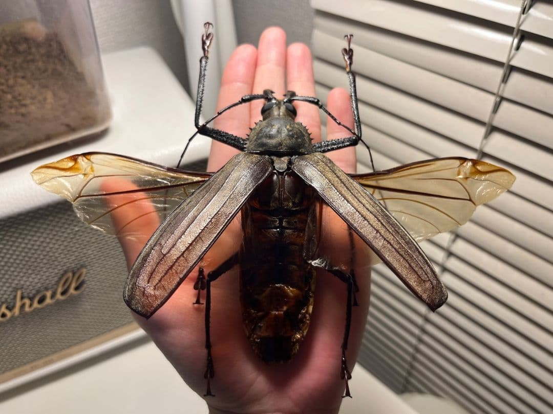 開翅125mm】スジバネトゲフチオオウスバカミキリ ブルウスバ標本