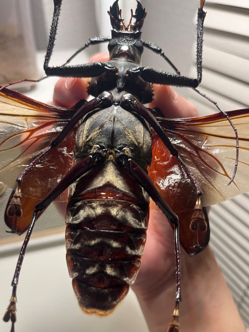 開翅125mm】スジバネトゲフチオオウスバカミキリ ブルウスバ標本