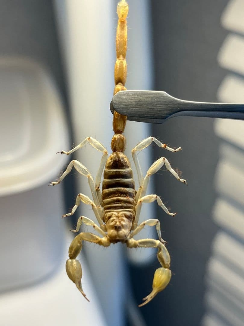 標本】バーグサンドスイマースコーピオンの通販はau PAY マーケット