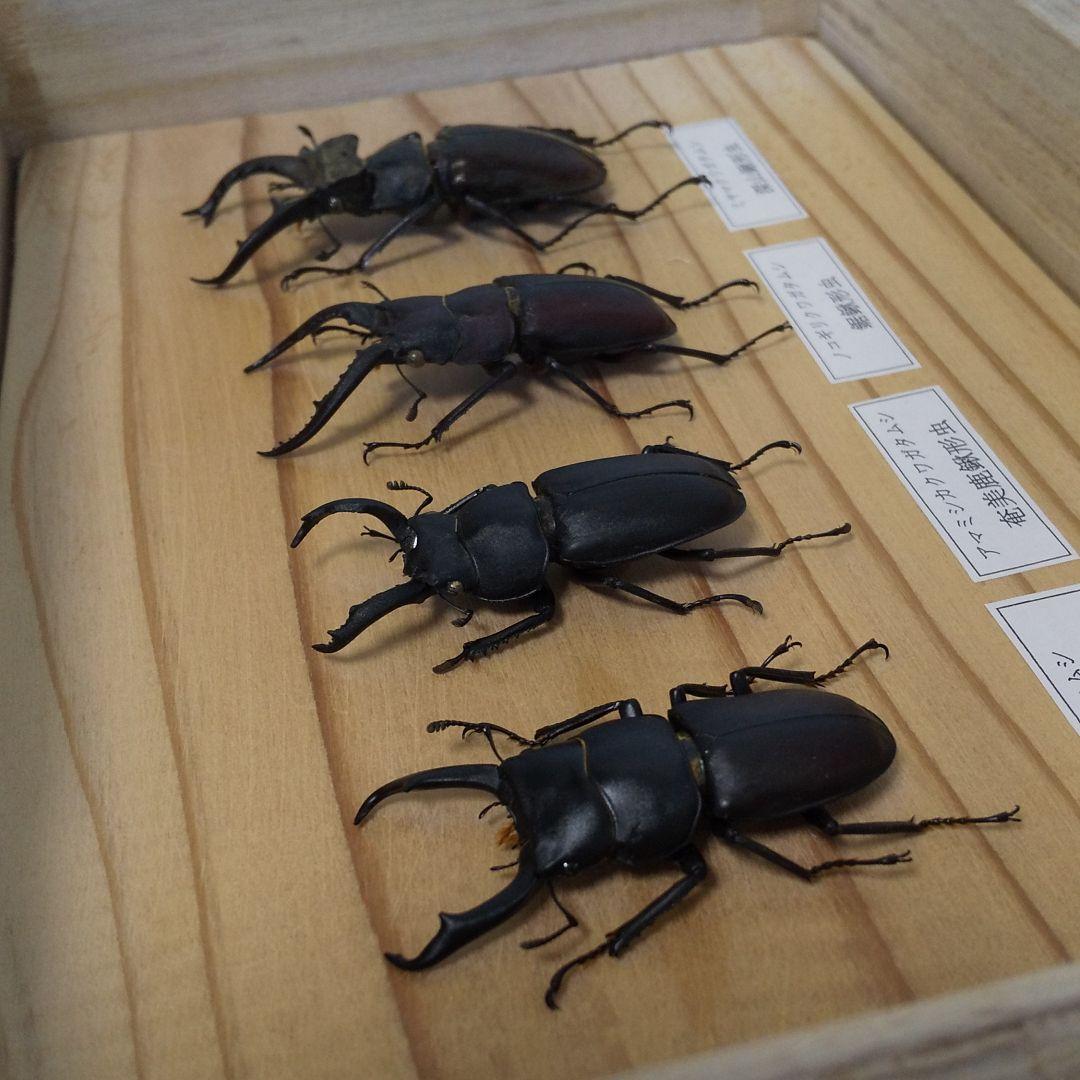 昆虫標本】ミヤマクワガタ 他クワガタセット - メルカリ