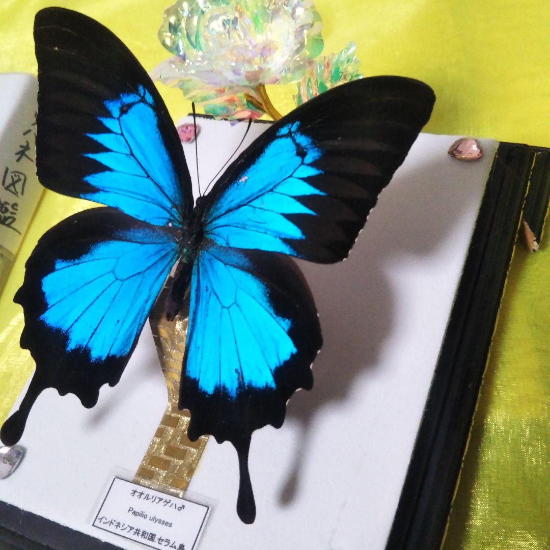 美麗オオルリアゲハの置物 オオルリアゲハ | ストックフォト | アール