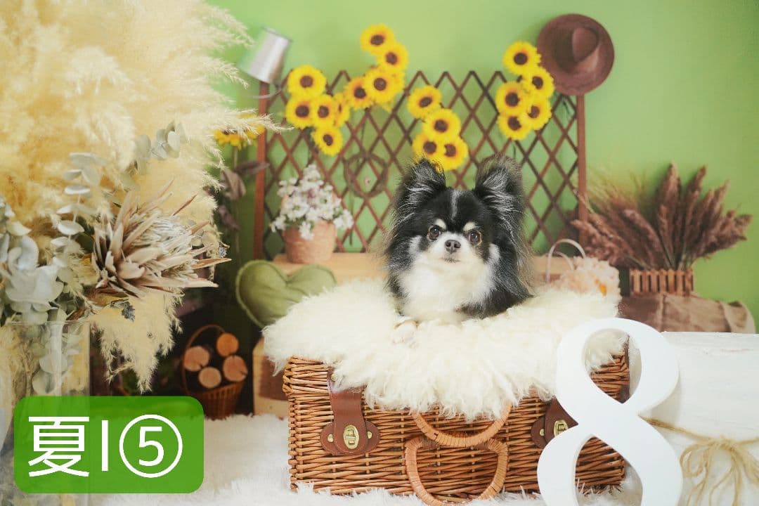 背景布【秋H】サンプル 9月お月見、ペット、トリミング撮影用