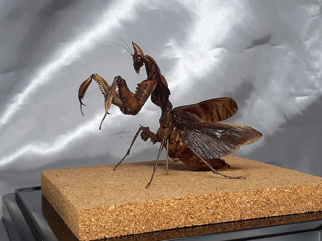 マオウカレハカマキリ雌 立体標本 魔王枯葉