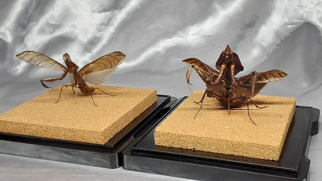 マオウカレハカマキリ雌 立体標本 魔王枯葉