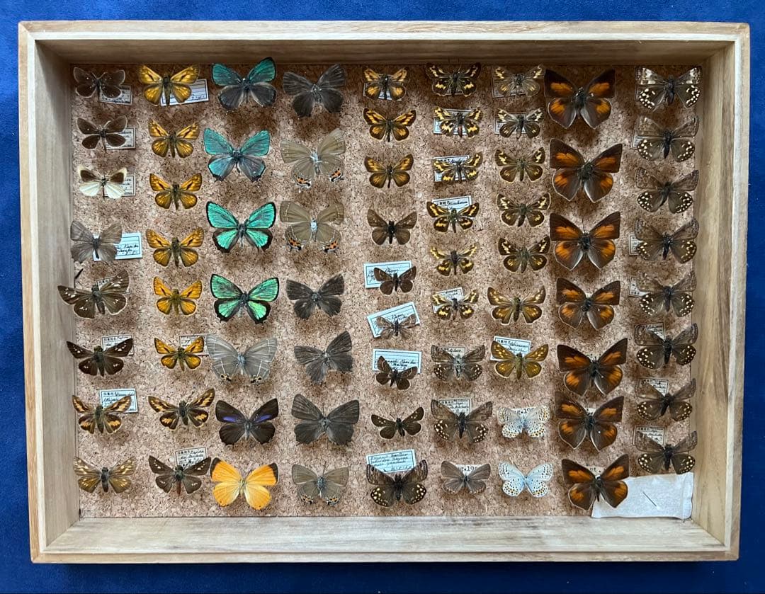 希少蝶の標本 ドイツ木製フレーム付き箱現状品のみ40x30x6cm