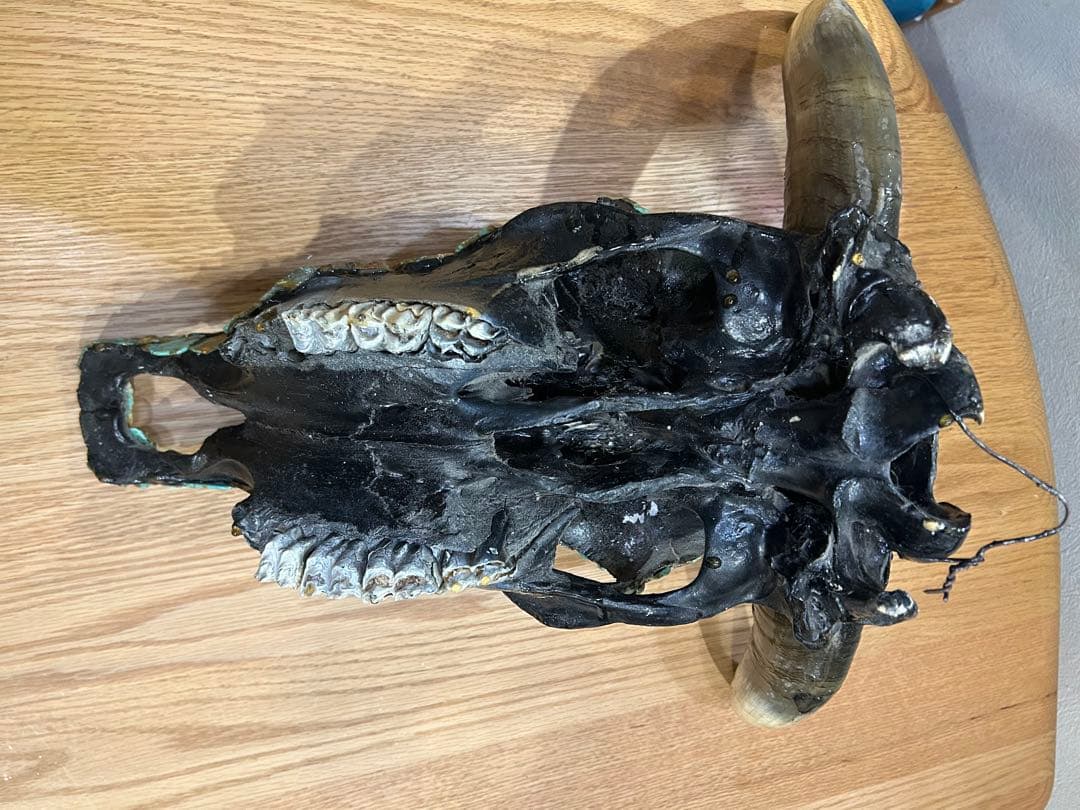 ネイティブアメリカターコイズ装飾牛の頭部オブジェ❣️ショートタイムセール