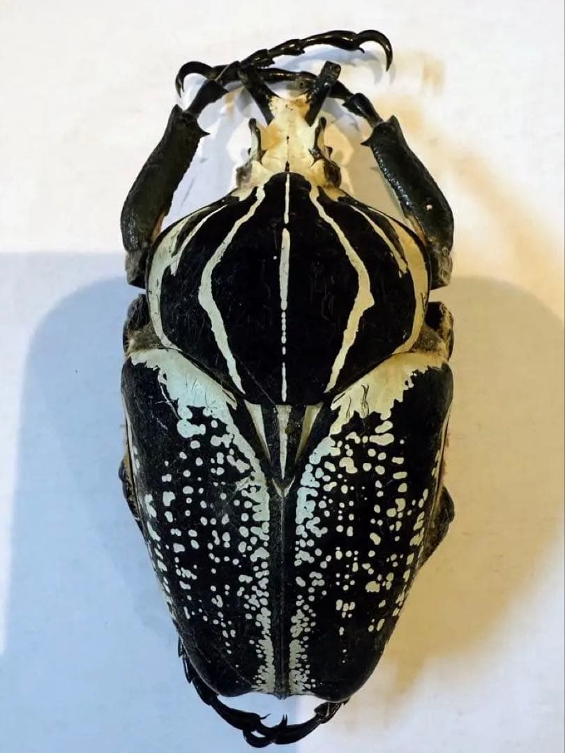 カメルーンゴライアスオオツノハナムグリ約90mm