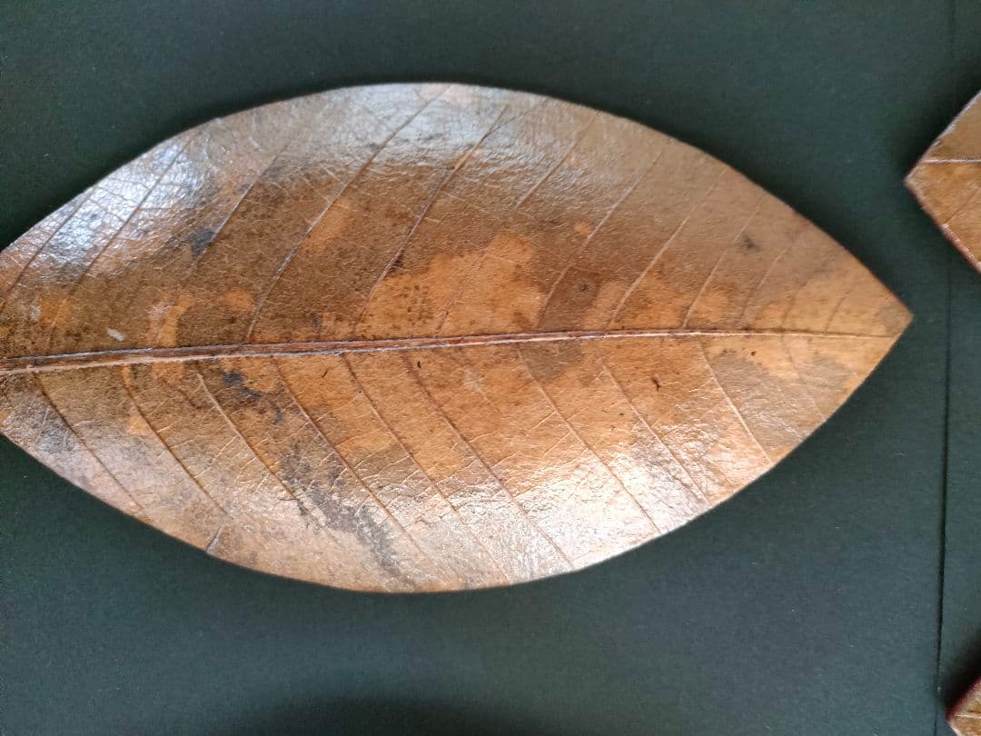 ○天然葉 プレスプレート 葉皿 5枚組アートオブジェ民藝ハンドメイド