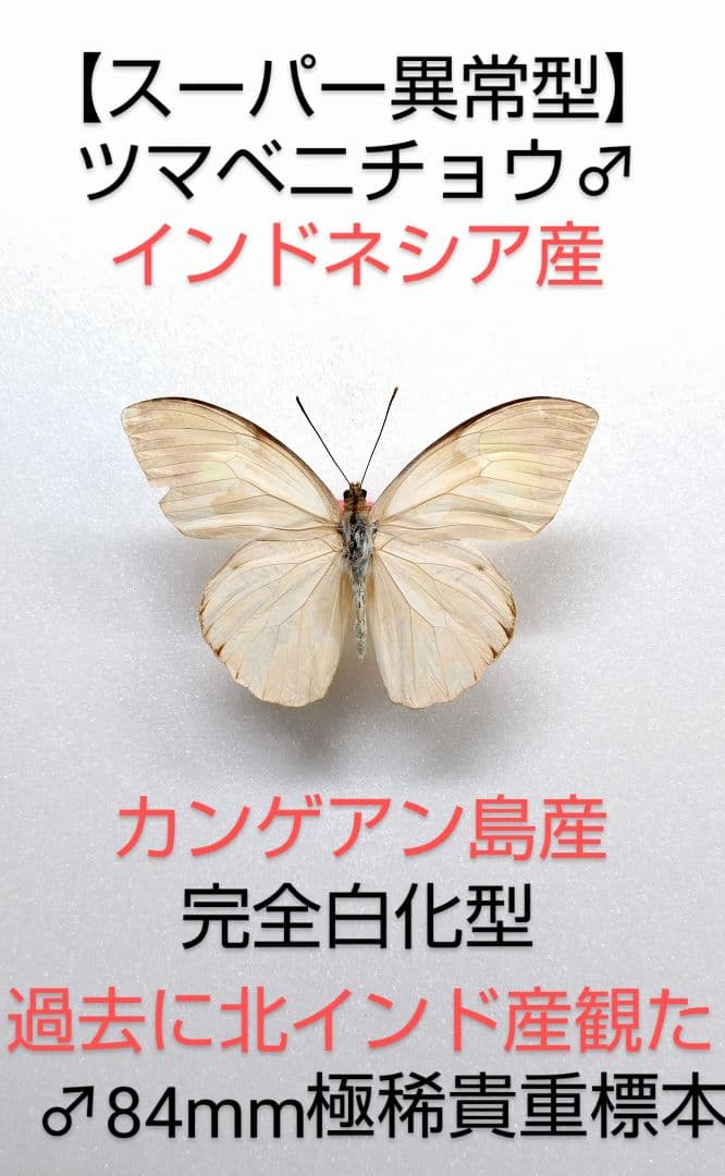 スーパー異常型】ツマベニチョウ♂標本☆カンゲアン島産☆ 完全白化型