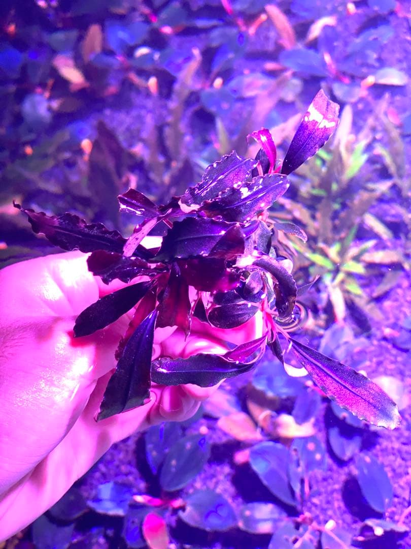 ブセファランドラsp.ゴースト