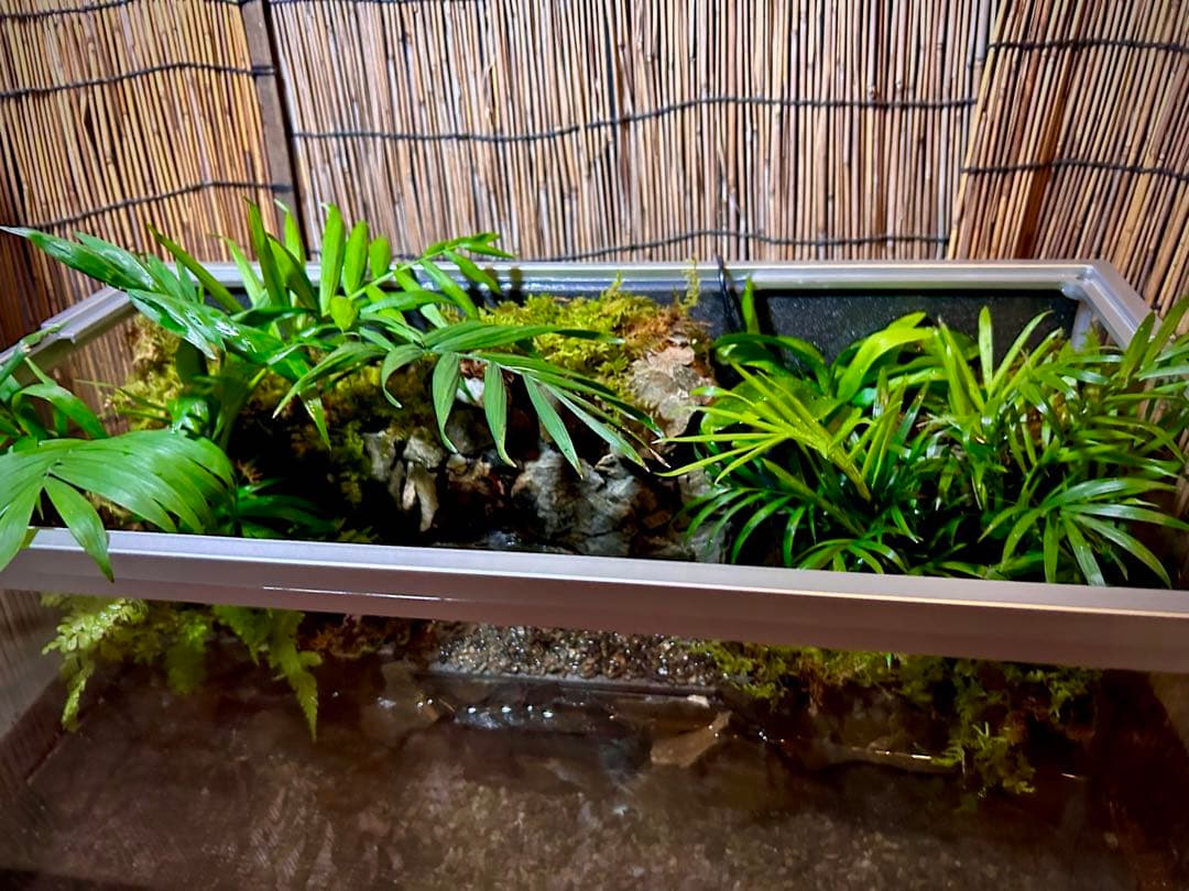 水の流れる滝テラリウム水槽 苔テラリウム