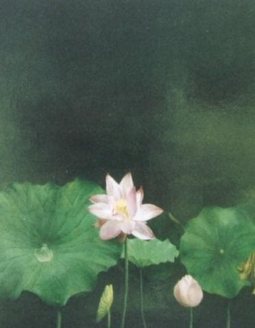 塩崎敬子、【コンポジション　蓮　I】、希少な額装用画集より、新品額装付