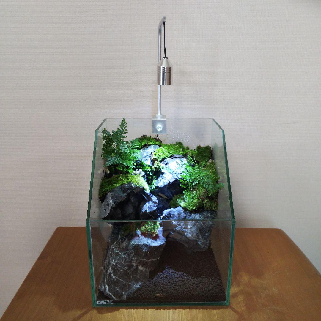 苔テラリウム完成品 苔テラリウム 苔ボトル ホソバオキナゴケ アクア