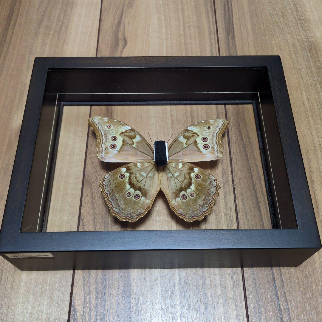 FlyingMorphoButterfly 空を翔ぶ宝石 モルフォ蝶