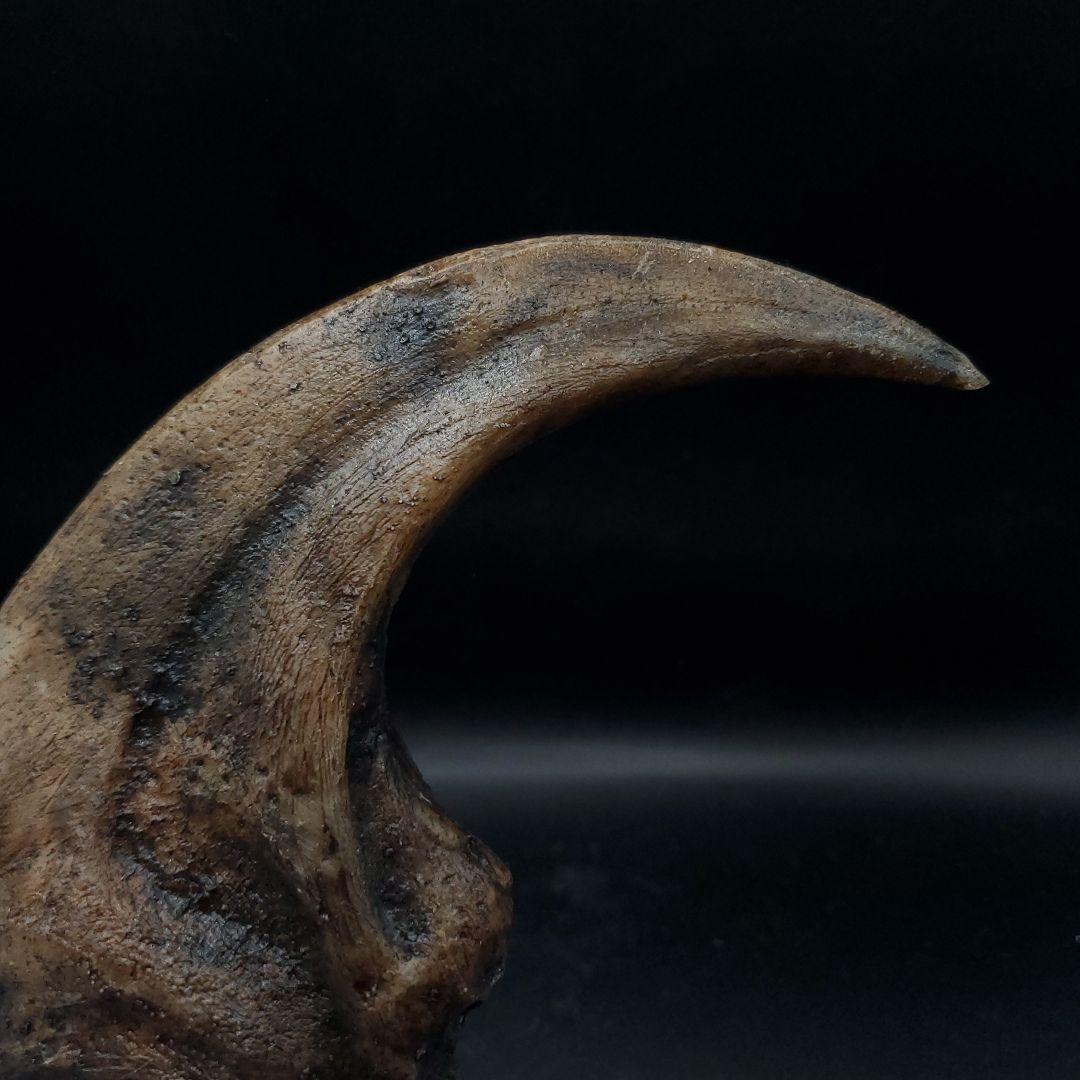 アロサウルス 爪 化石 レプリカ 約176.63mm arr16 化石 標本ケース