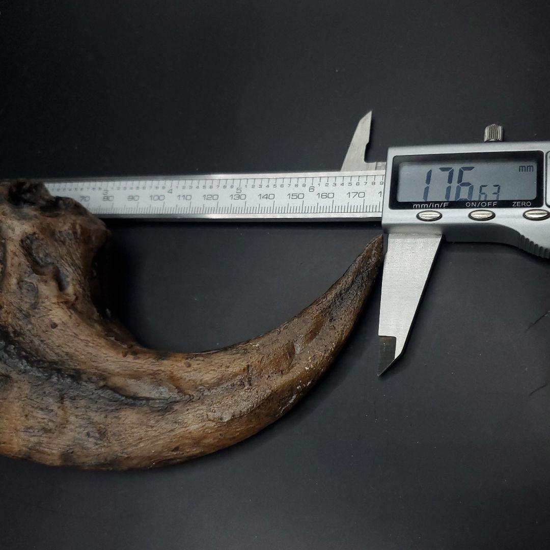 アロサウルス 爪 化石 レプリカ 約176.63mm arr16 化石 標本ケース