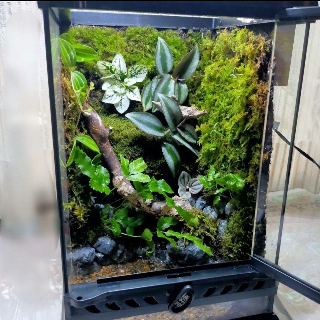 隠れ家付、自然の中の飼育箱苔テラリウム、グラステラリウムナノ