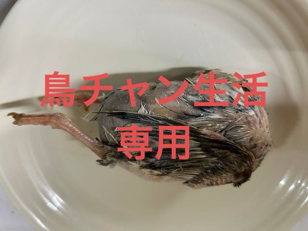 冷凍親ウズラ60羽爬虫類・猛禽類