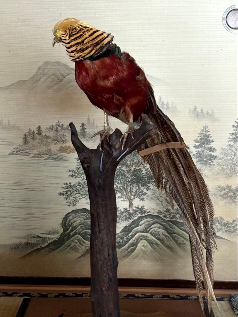 金鶏鳥剥製 錦鶏鳥 ガラスケース入り 置物