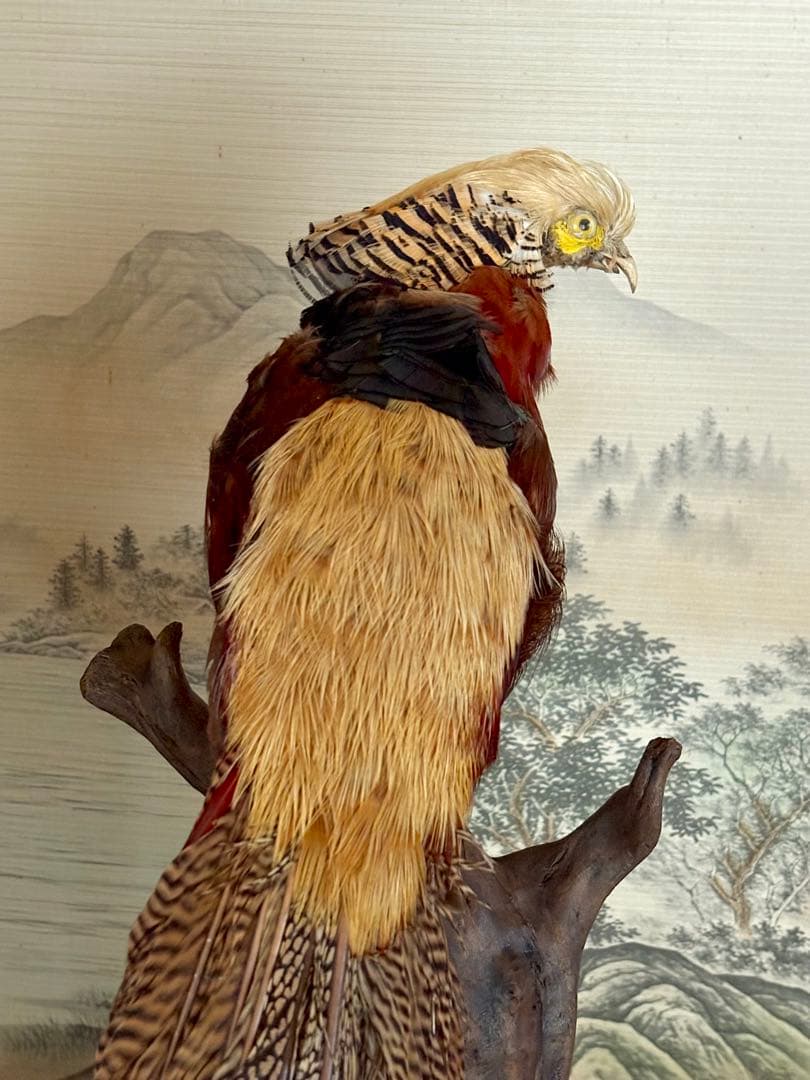 金鶏鳥剥製 錦鶏鳥 ガラスケース入り 置物