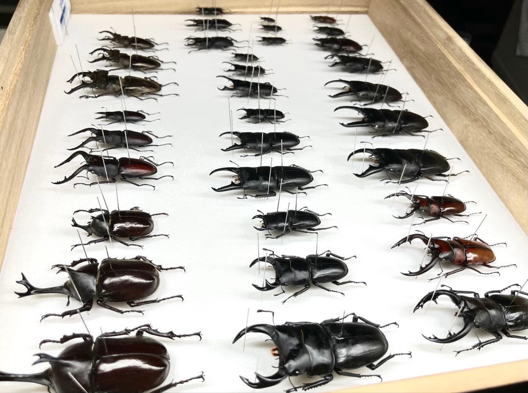 国産カブト・クワガタ 標本 34匹セット