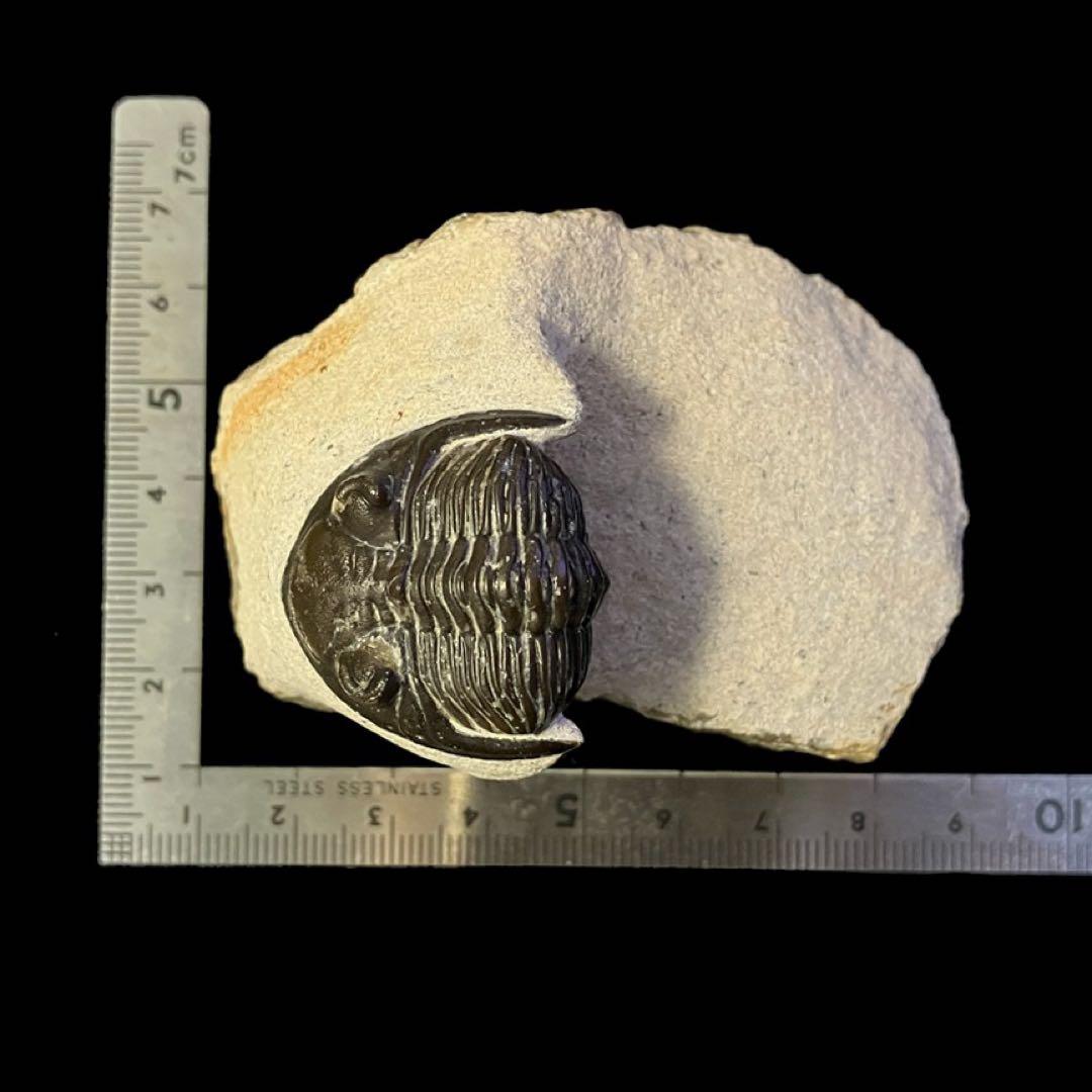 メタカンティナ Metacanthina 三葉虫 化石 モロッコ 産