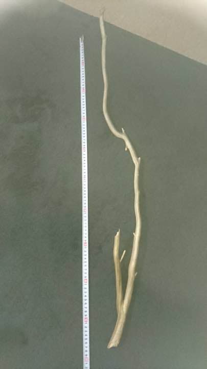 深海松 深海松 海松 計365g 31cm / 木石 ウミマツ サンゴ 黒珊瑚 天然