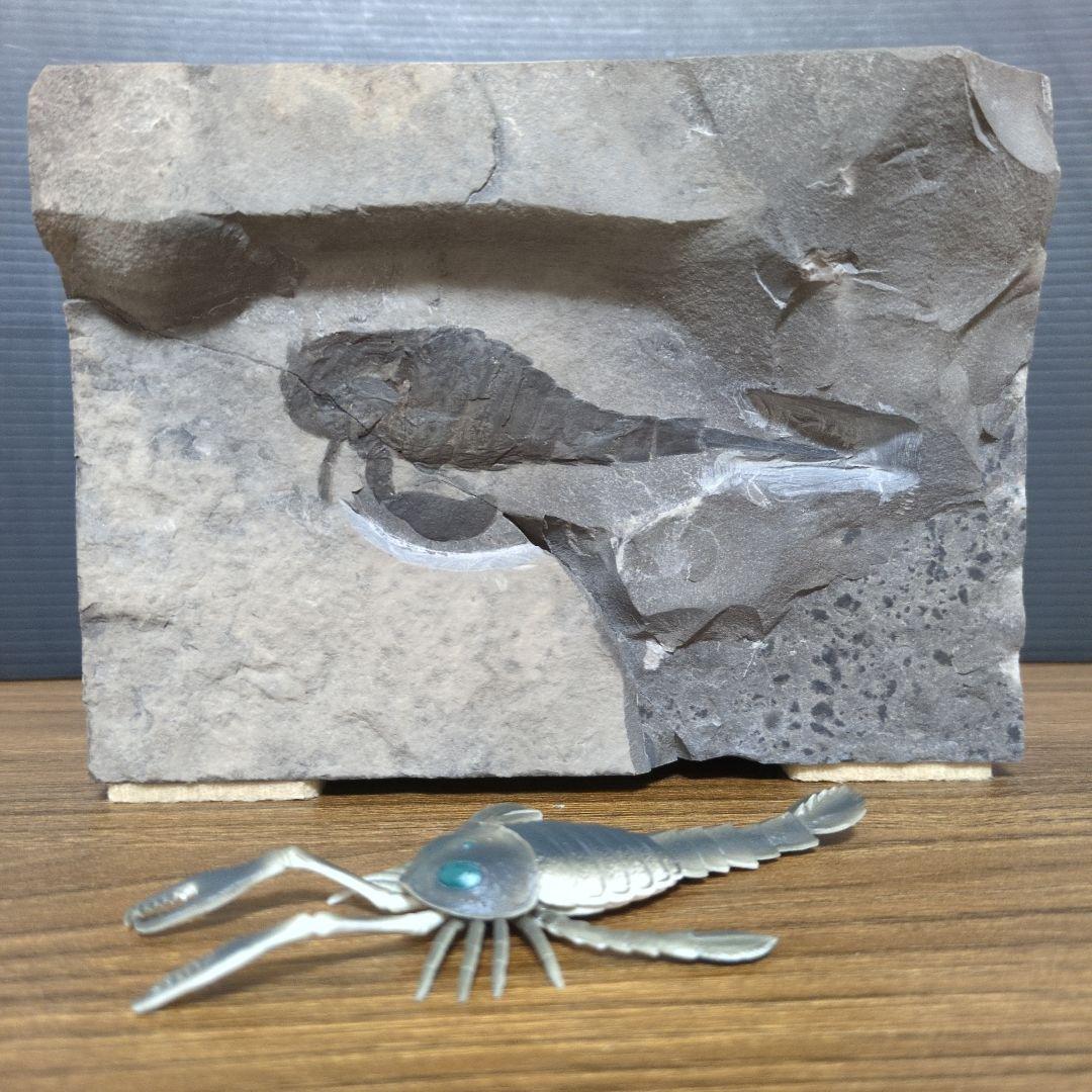 NY産！ウミサソリの化石 【2800g】アメリカ・ニューヨーク州産