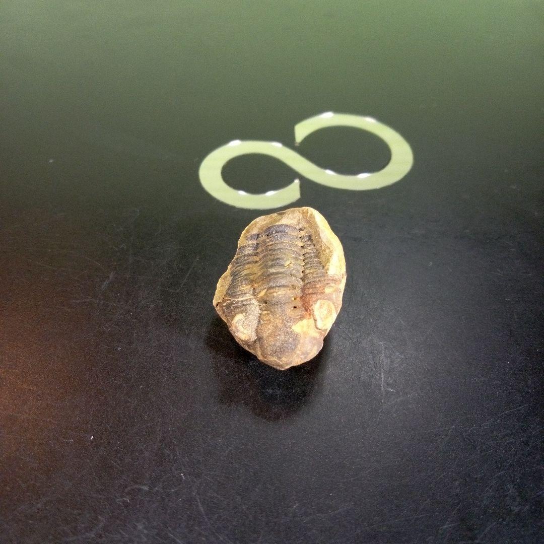 三葉虫化石fossil海ボリビア産trilobite海生動物分類⑥