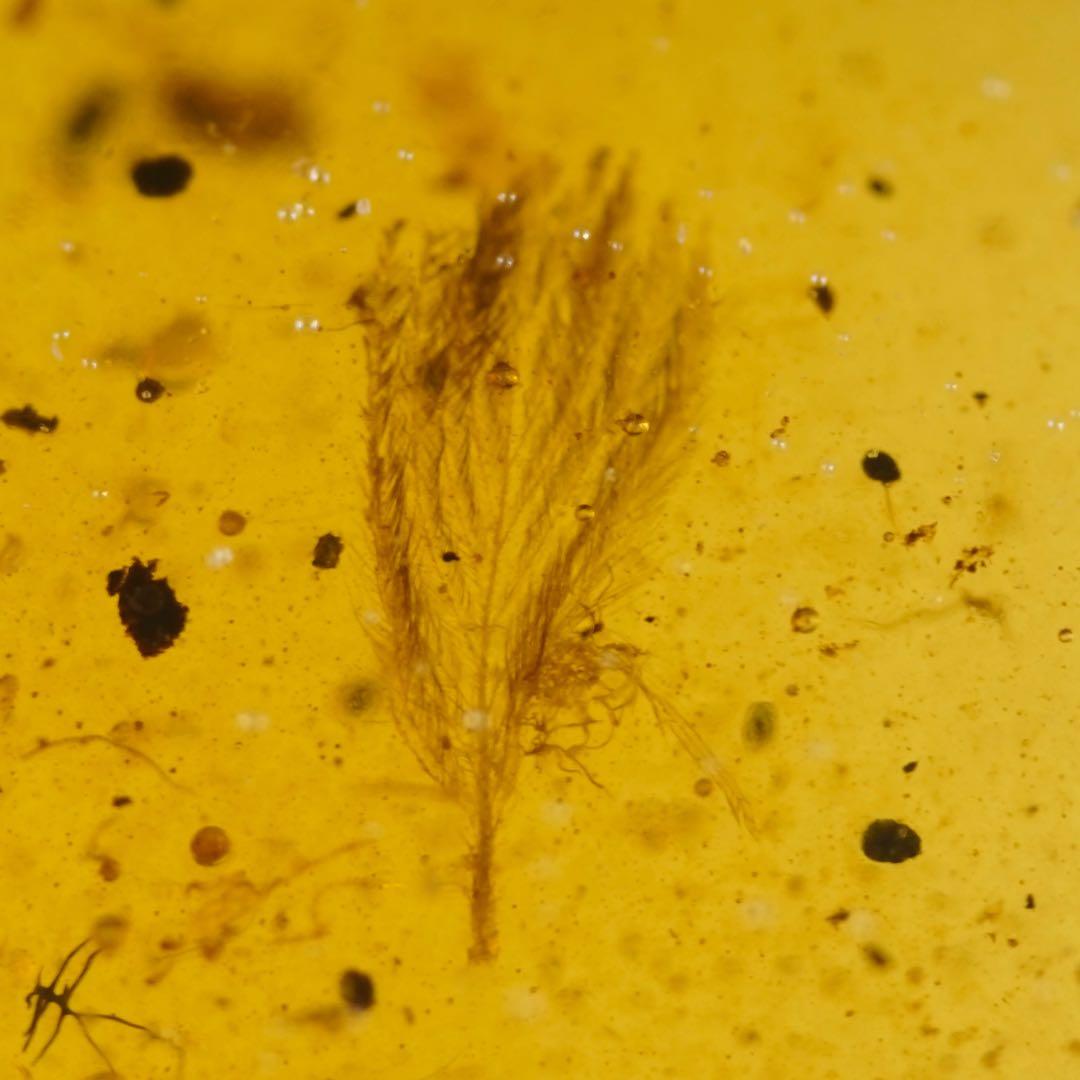 レア極上品 TT0078虫入り琥珀化石 ミャンマーカムティかタナイ9900万年