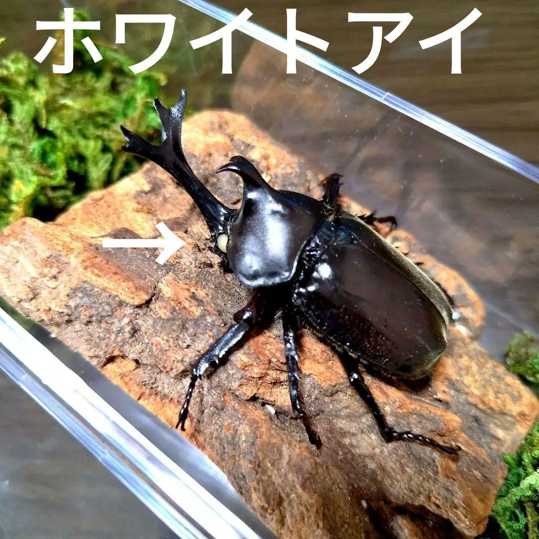 宝物野生巨大超特大大型87mm頭角19.8mm胸角6.4mmぐらいカブトムシ標本