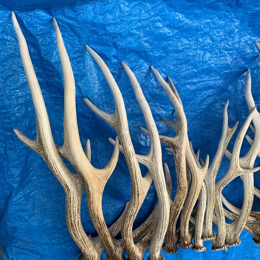 No.2094『鹿角16本セット』鹿の角 エゾ鹿 鹿角 蝦夷鹿