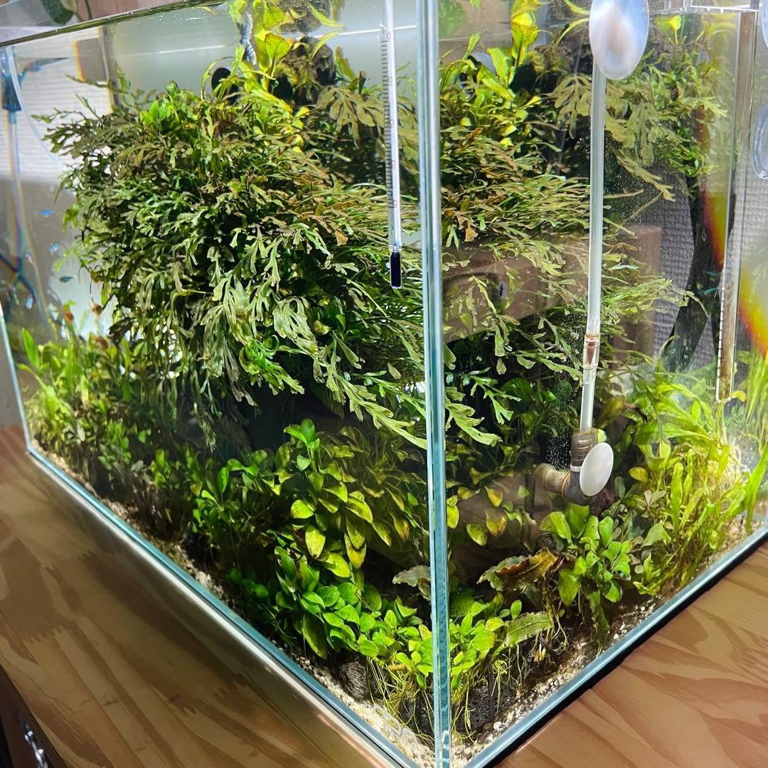ADA水草水槽セット