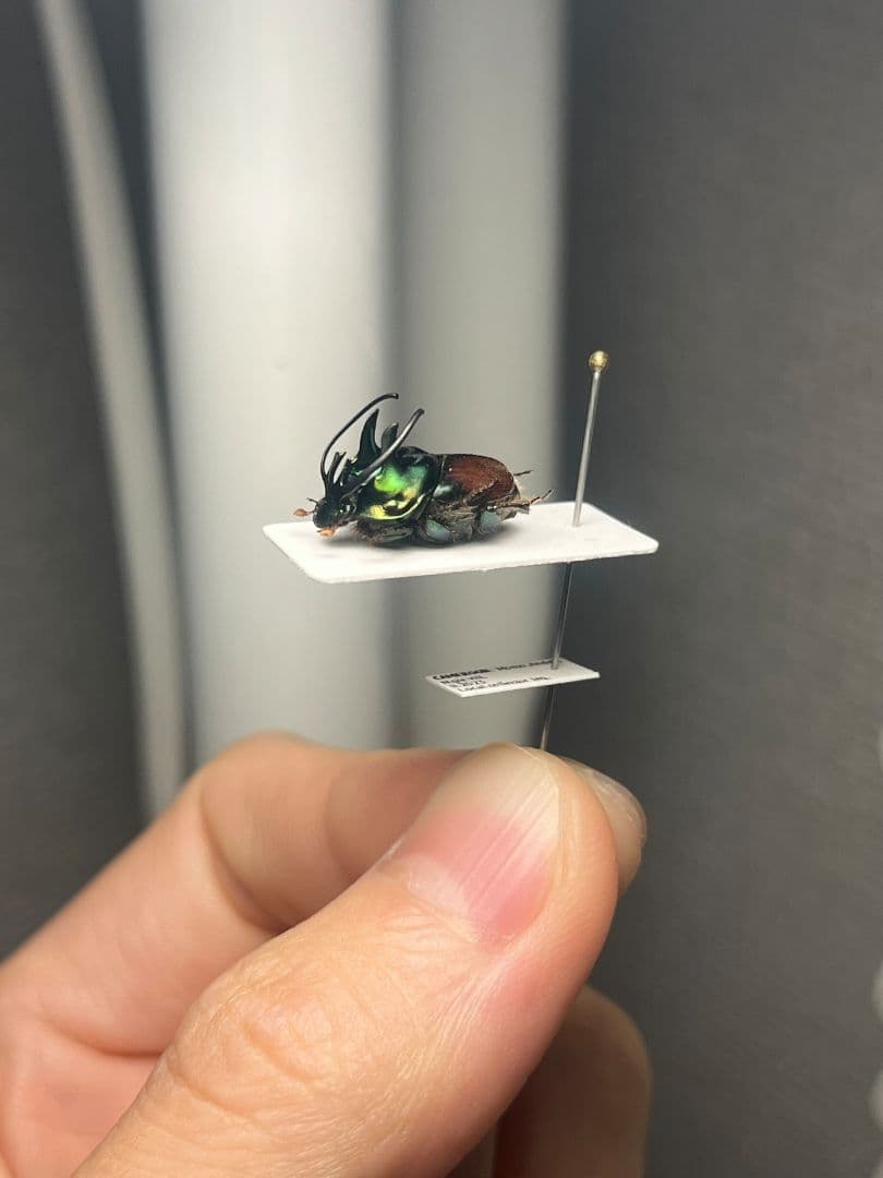 14mm♂】緑シカツノエンマコガネ フンチュウ糞虫昆虫標本