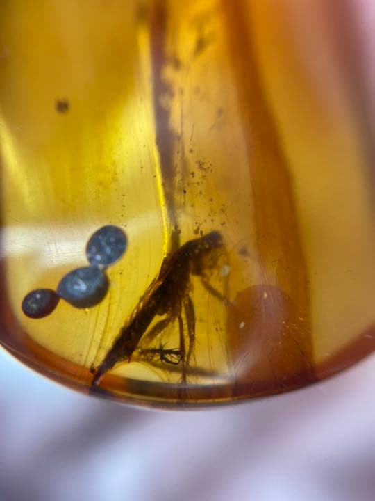 アンバー 琥珀 昆虫 コレクション 天然石 虫入り 価値上がる 宝石