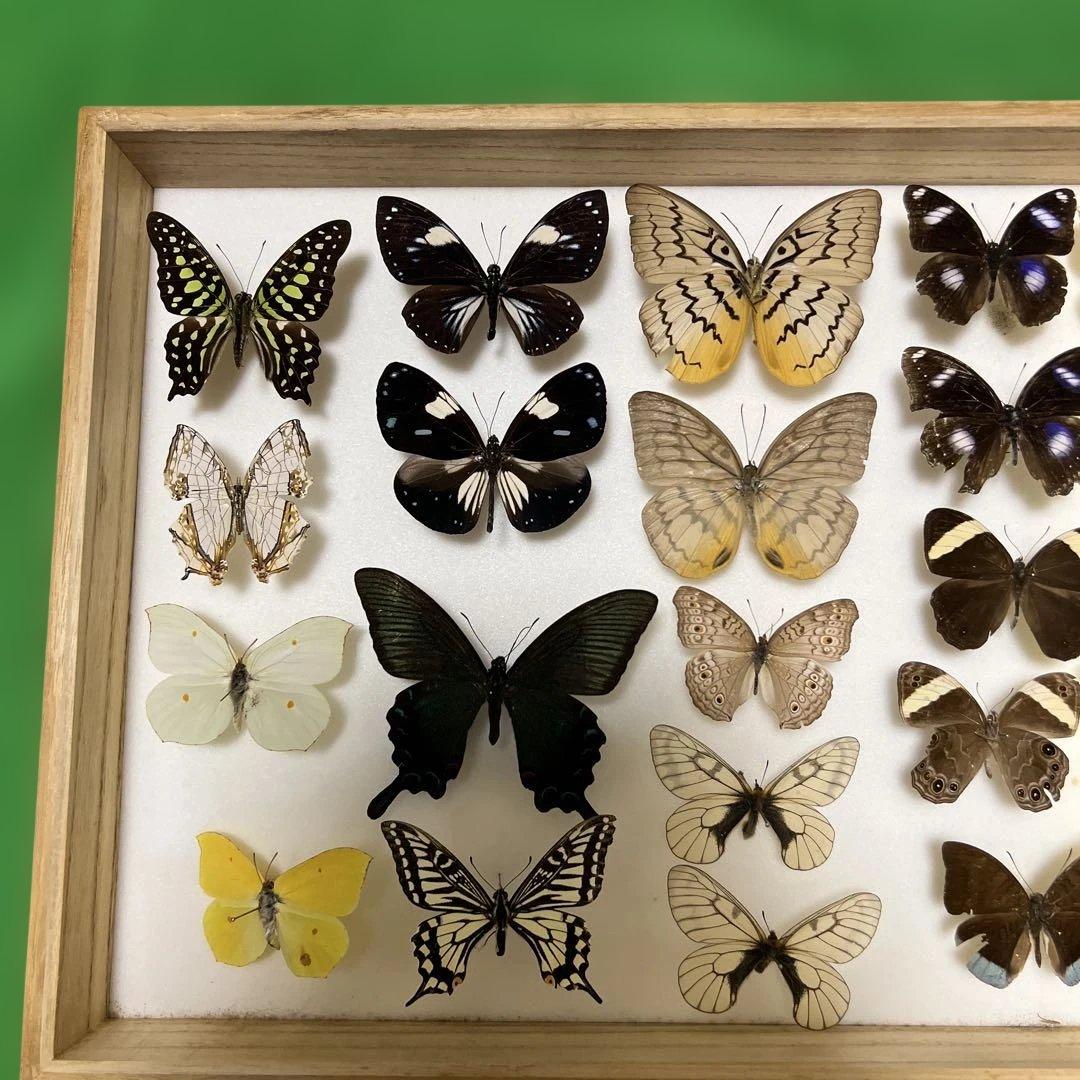 希少蝶標本現状品のみドイツガラスケースサイズ40x30x6cm 現状品のみ